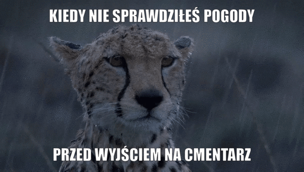 Mem cmentarz Wszystkich Świętych