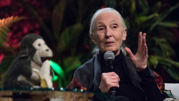 JANE GOODALL