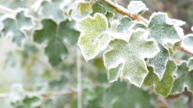 web3-leafes-green-flora-frost-winter-unsplash-cc0