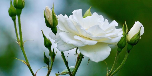 [GALERIA] Bukiety ślubne z „boskich” kwiatów