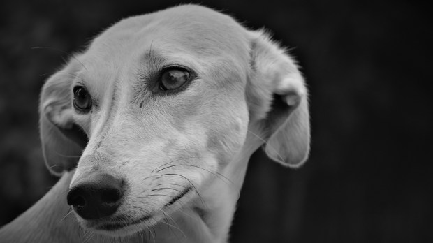 LURCHER DOG