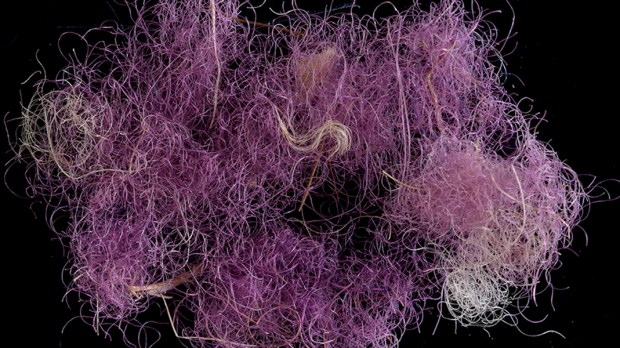 purple wool fibers