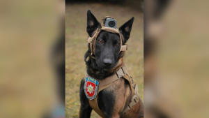 Lord - psi oficer, który służy w specjalnej ukraińskiej jednostce