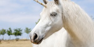 Feniks, jednorożec i gryf, czyli 3 fantastyczne zwierzęta. Jak je rozumieć?