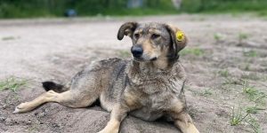 Poznaj Maszkę – kundelka, który ratował ludzkie życie w Borodiance