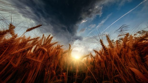 pszenica na polu w świetle zachodzącego słońca