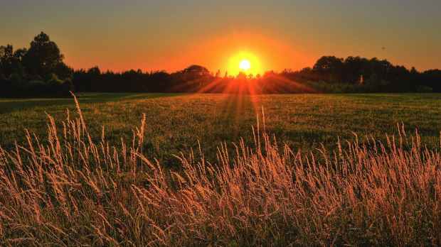 brown and green grass field during sunset