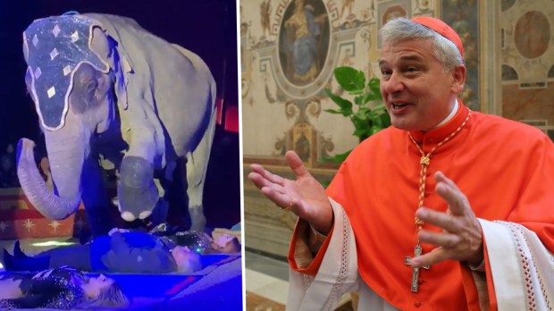 Kardynał Konrad Krajewski położył się pod przechodzącym słoniem w cyrku