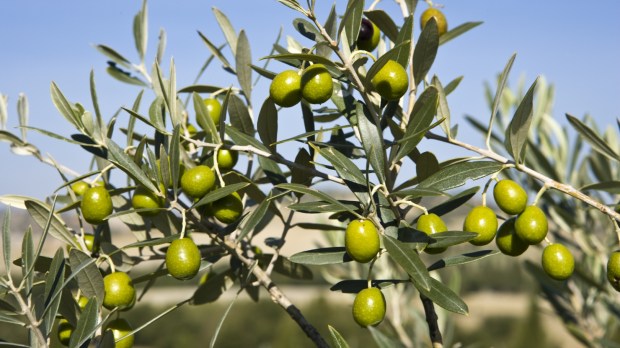 Gałązka drzewa oliwnego
