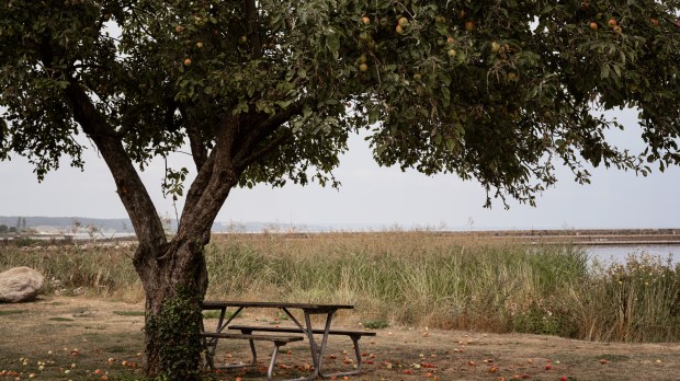 picnic table under tree