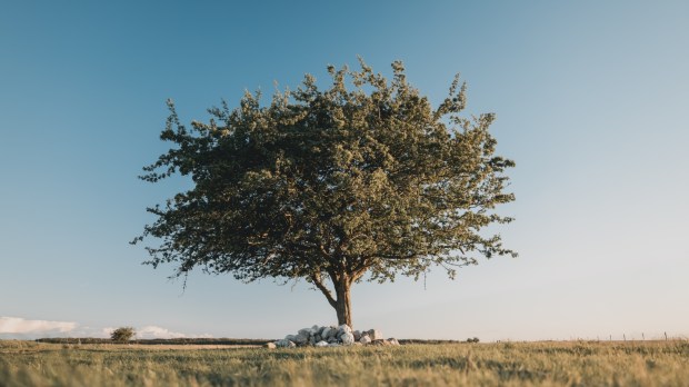 Samotne drzewo stojące na polu