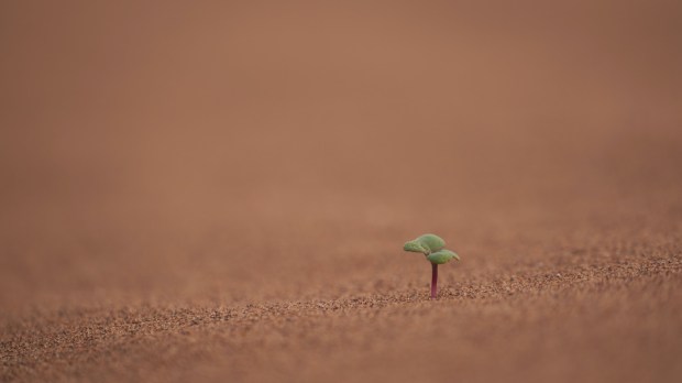 Samotna roślinka kiełkuje na pustyni