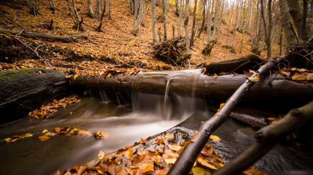 Rzeka w lesie jesienną porą