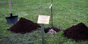 Jabłoń bł. Józefa Ulmy. Wyjątkowa uroczystość w Watykanie [zdjęcia]